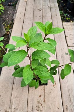 Гортензия метельчатая Сильвер Доллар (Silver Dollar)