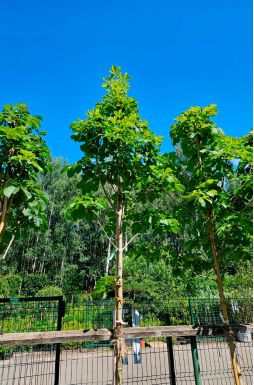 Каштан конский Баумани (Baumannii)