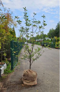 Вишня Жуковская