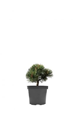 Сосна горная Альмхут (Almhutte)