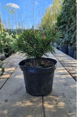 Сосна горная Гном Фидлинг (Gnom Findling)