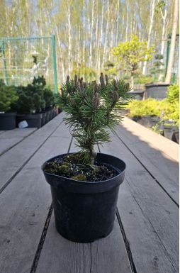 Сосна горная Грюне Кугель (Grune Kugel)