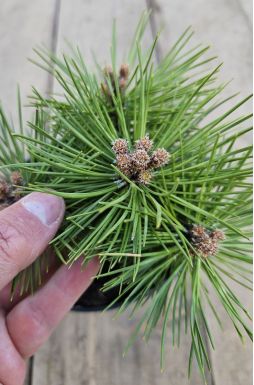 Сосна черная Байо (Bayo)