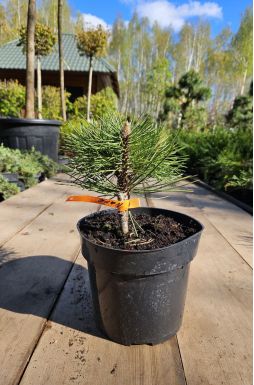 Сосна черная Нана (Nana)