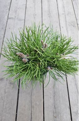 Сосна черная Хельга (Helga)