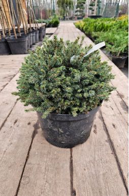 Ель канадская Эхиниформис (Echiniformis)