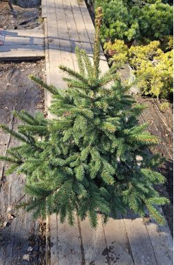 Ель колючая Глаука (Glauca)