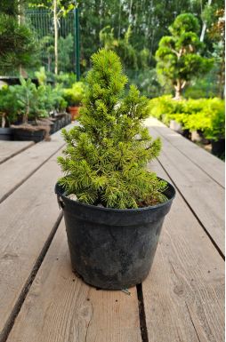 Ель канадская Рэйнбоуз Энд (Rainbows end)