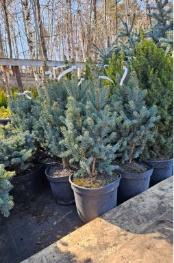 Ель колючая Изели Фастигиата (Iseli Fastigiate)