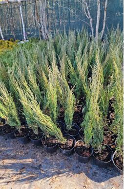 Можжевельник скальный Блю Эрроу (Blue arrow)