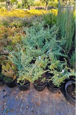 Можжевельник чешуйчатый Холгер (Holger)