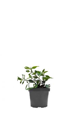 Бересклет форчуна Дартс Бланкет (Darts Blanket)