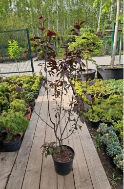 Яблоня Лемойнэй (Lemoinei)