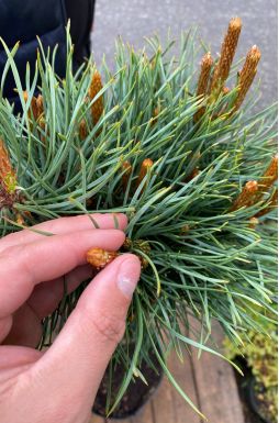 Сосна обыкновенная Чантри Блю на штамбе (Chantry Blue Pa)