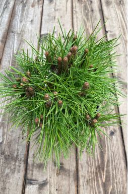 Сосна густоцветковая Джейн Клуис (Jane Kluis)