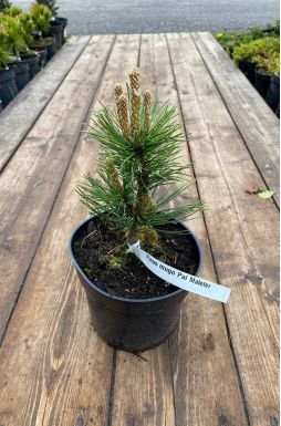 Сосна горная Поль Малетер (Pal Maleter)