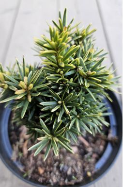 Тис ягодный Давид (David)