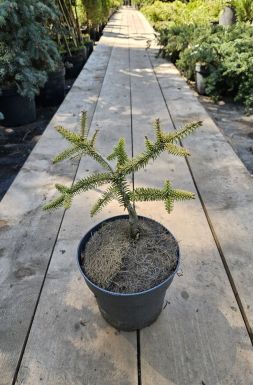 Пихта испанская Аурея (Aurea)