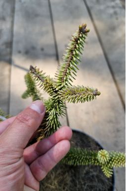 Пихта испанская Аурея (Aurea)