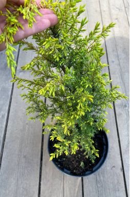 Можжевельник обыкновенный Голд Кон (Gold cone)