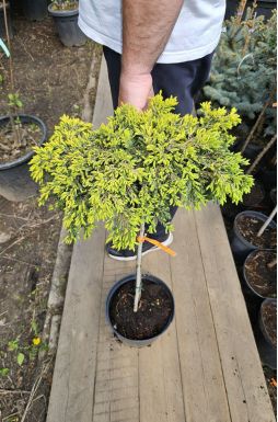 Можжевельник обыкновенный Голдшатц на штамбе (Goldschatz Pa)