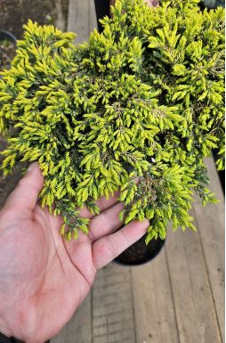 Можжевельник обыкновенный Голдшатц на штамбе (Goldschatz Pa)