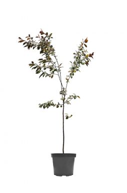 Яблоня Роялти (Royalty)