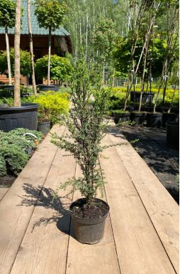 Можжевельник обыкновенный Компресса (Compressa)