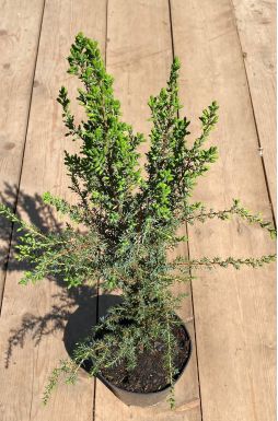 Можжевельник обыкновенный Компресса (Compressa)