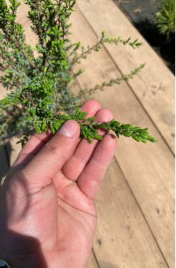 Можжевельник обыкновенный Компресса (Compressa)