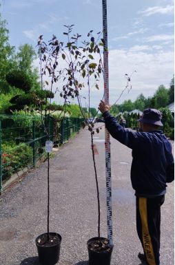 Яблоня Роялти (Royalty)