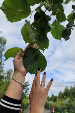 Вяз шершавый Кампердоуни (Camperdownii)