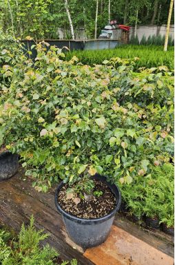 Липа мелколистная Грин Глобе (Green Globe)