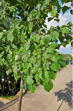 Липа мелколистная Гринспаер (Greenspire)