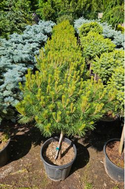 Сосна чёрная Брепо на штамбе (Brepo Pa)