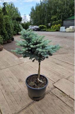 Ель колючая Глаука Глобоза на штамбе (Glauca globosa Pa)