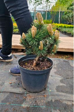 Сосна черная Хорнибрукиана (Hornibrookiana)