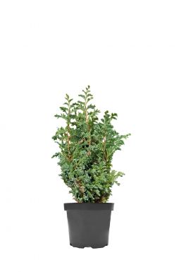 Кипарисовик горохоплодный Булевард (Boulevard)