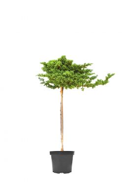 Можжевельник лежачий Кишиогима Нана на штамбе (Kishiogima Nana Pa)