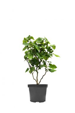 Лещина обыкновенная Конторта (Contorta)