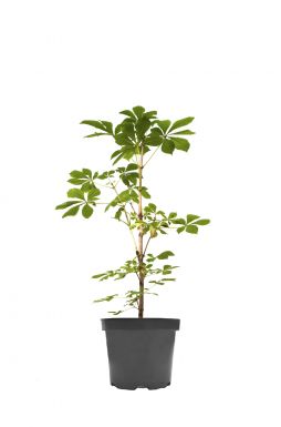 Каштан конский розовый