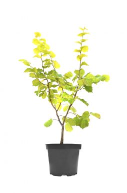 Лещина обыкновенная Aурея (Aurea)