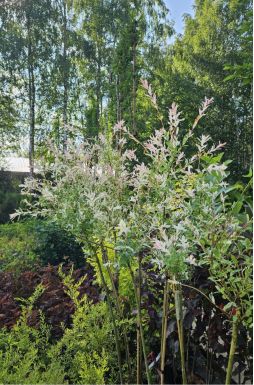 Ива цельнолистная Хакуро Нишики на штамбе (Hakuro-Nishiki Pa)