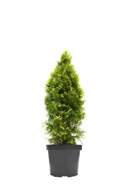 Туя западная Мария (Maria)