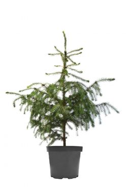 Ель сербская