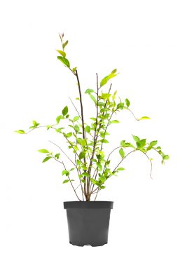 Кизильник Даммера Эйхольц (Eichholz)