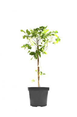 Клематис Хоши-но-Фламенко (Hoshi-No-Flamenco)