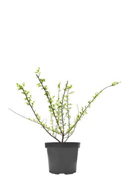 Кизильник растопыренный