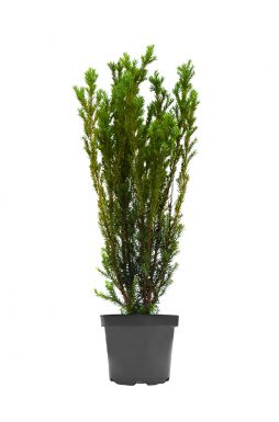 Тис средний Фармен (Farmen)