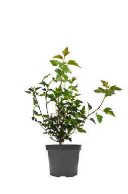 Пузыреплодник калинолистный Ред Барон (Red Baron)